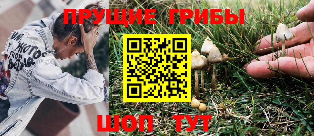 Галлюциногенные грибы Psilocybine cubensis Избербаш